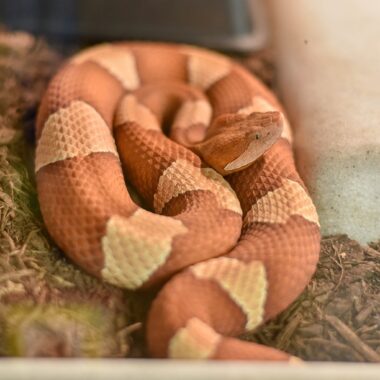 Do Copperheads Have Rattles? Understanding Their Characteristics