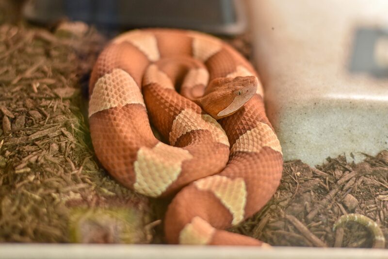Do Copperheads Have Rattles? Understanding Their Characteristics