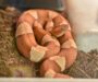Do Copperheads Have Rattles? Understanding Their Characteristics