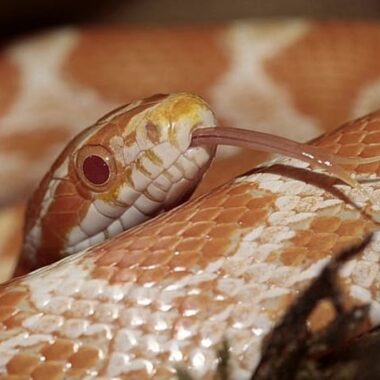 Do Corn Snakes Bite? Understanding Their Behavior and Safety