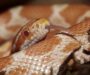 Do Corn Snakes Bite? Understanding Their Behavior and Safety
