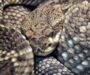 Do Rattlesnakes Climb Trees? Discover the Truth!