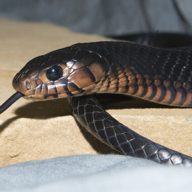 Do Snakes Eat Frogs? Exploring the Predator-Prey Relationship