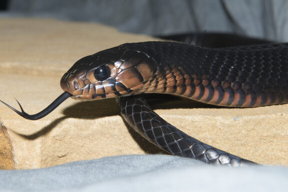 Do Snakes Eat Frogs? Exploring the Predator-Prey Relationship