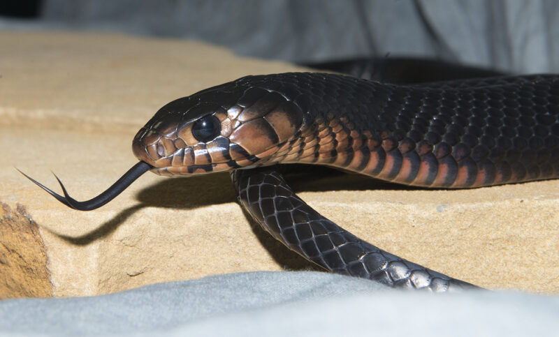 Do Snakes Eat Frogs? Exploring the Predator-Prey Relationship