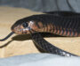 Do Snakes Eat Frogs? Exploring the Predator-Prey Relationship