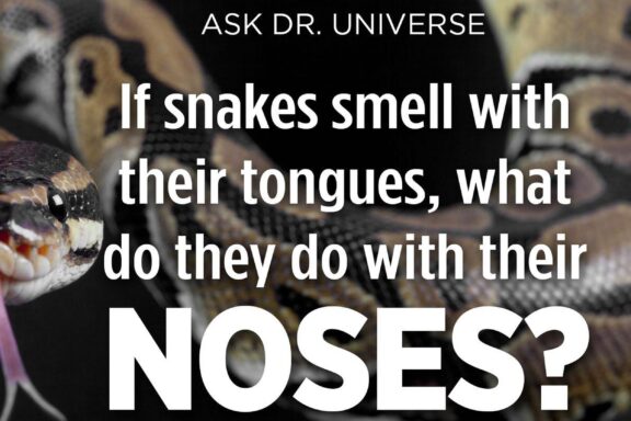 Do Snakes Have an Odor? Understanding Their Smell