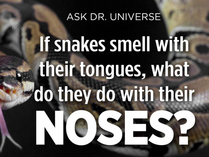 Do Snakes Have an Odor? Understanding Their Smell