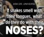 Do Snakes Have an Odor? Understanding Their Smell