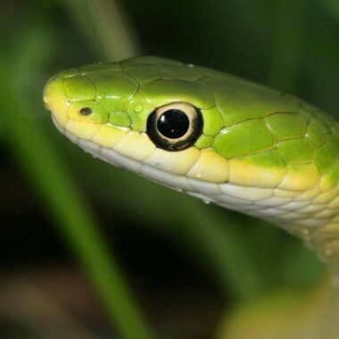 Do Snakes Have Eyelids? The Truth About Their Vision