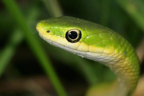 Do Snakes Have Eyelids? The Truth About Their Vision
