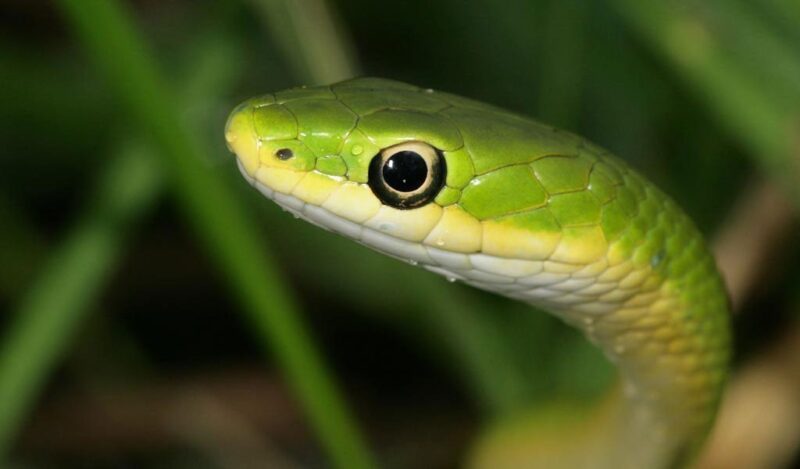 Do Snakes Have Eyelids? The Truth About Their Vision