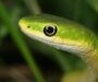 Do Snakes Have Eyelids? The Truth About Their Vision