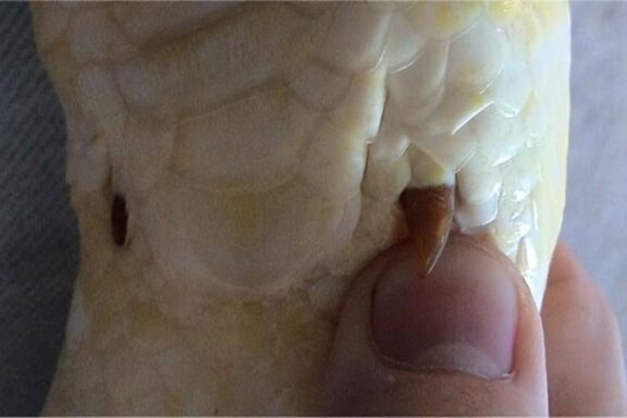 Do Snakes Have Legs? Understanding Their Evolutionary Journey