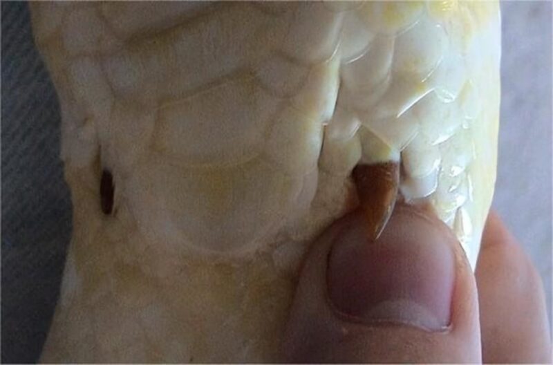 Do Snakes Have Legs? Understanding Their Evolutionary Journey