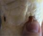 Do Snakes Have Legs? Understanding Their Evolutionary Journey