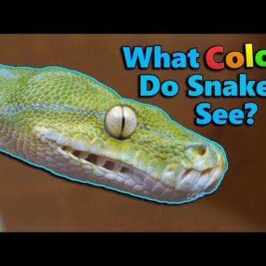 Do Snakes Have Taste Buds? Understanding Their Unique Senses