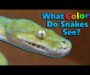 Do Snakes Have Taste Buds? Understanding Their Unique Senses