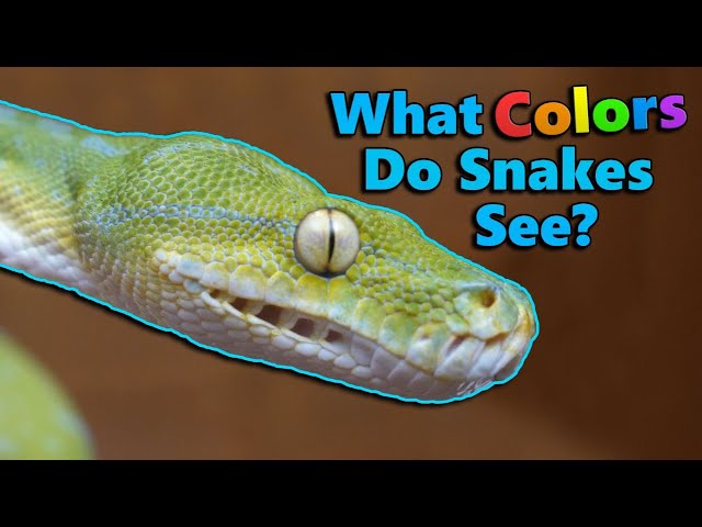 Do Snakes Have Taste Buds? Understanding Their Unique Senses