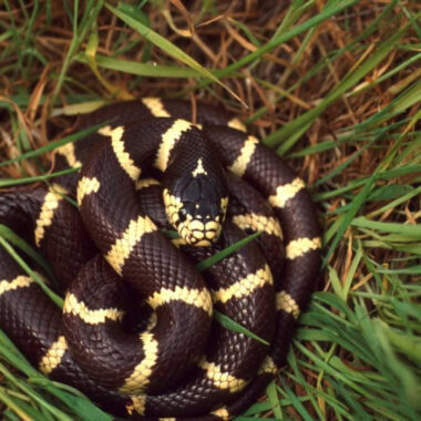 Do Snakes Hibernate? Understanding Brumation in Snakes