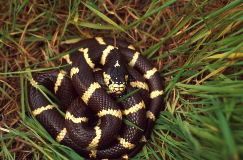 Do Snakes Hibernate? Understanding Brumation in Snakes