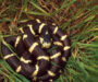 Do Snakes Hibernate? Understanding Brumation in Snakes