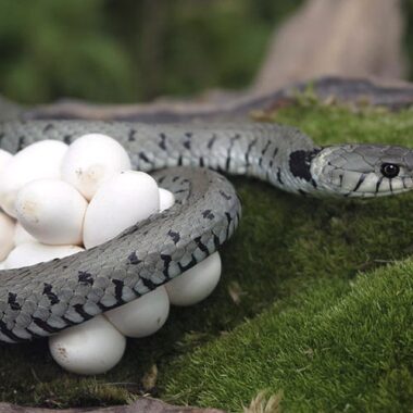 Do Snakes Lay Eggs or Give Birth? Understanding Their Reproduction
