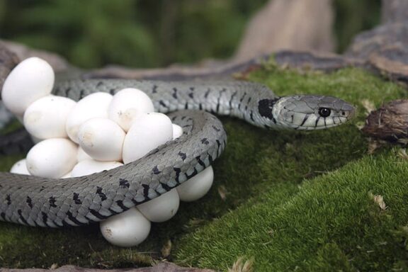 Do Snakes Lay Eggs or Give Birth? Understanding Their Reproduction