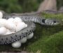 Do Snakes Lay Eggs or Give Birth? Understanding Their Reproduction