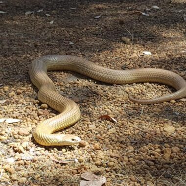 Do Snakes Live in Holes? Understanding Their Habitats