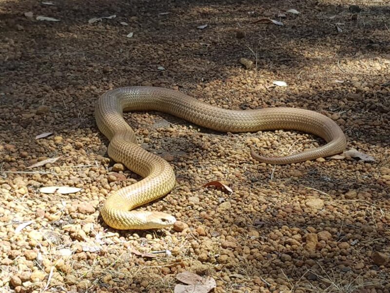 Do Snakes Live in Holes? Understanding Their Habitats