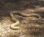 Do Snakes Live in Holes? Understanding Their Habitats