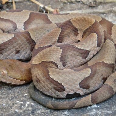Do Snakes Make Good Pets? Pros and Cons Explained