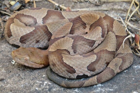 Do Snakes Make Good Pets? Pros and Cons Explained