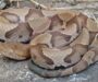 Do Snakes Make Good Pets? Pros and Cons Explained