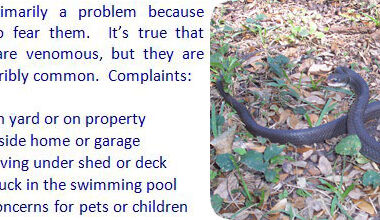 Does Snake Repellent Work? Understanding Effectiveness
