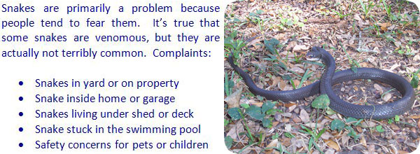 Does Snake Repellent Work? Understanding Effectiveness