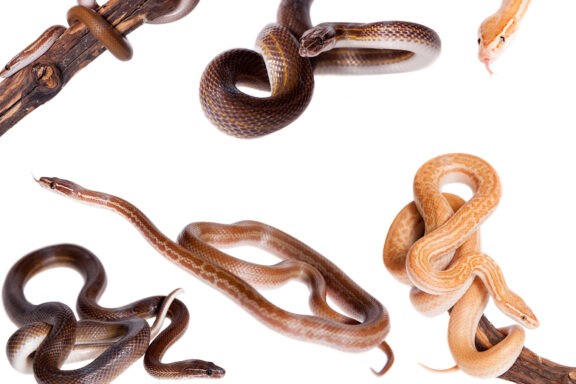 Eastern King Snake: Species Guide & Identification