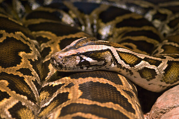 Facts About Burmese Python: Essential Guide