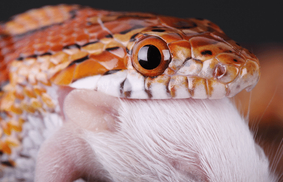 Feeding a Ball Python: Essential Tips for Success