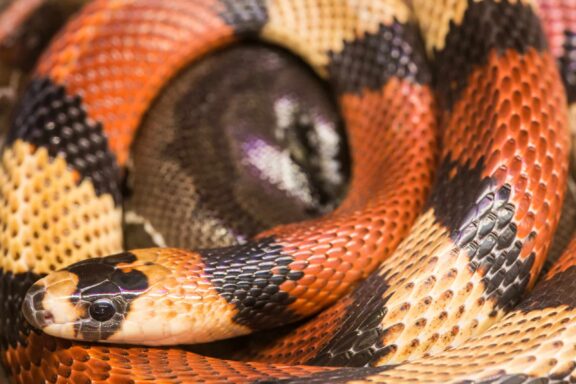 Georgia King Snake: Natural Habitat & Behavior
