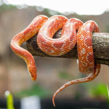Green and Yellow Snakes: Identification and Habitat Insights