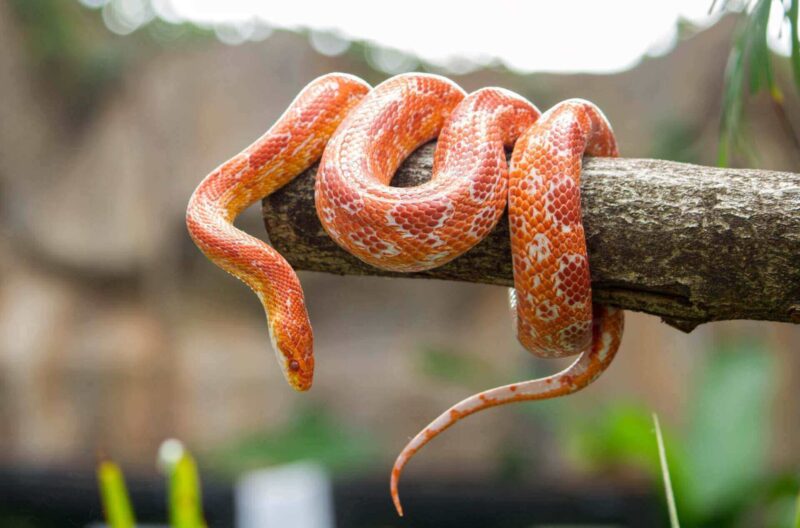 Green and Yellow Snakes: Identification and Habitat Insights