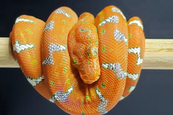 Green Tree Python Albino: Color Morph Guide