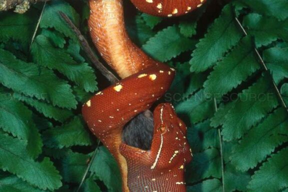 Green Tree Python as Pet: Owner's Guide