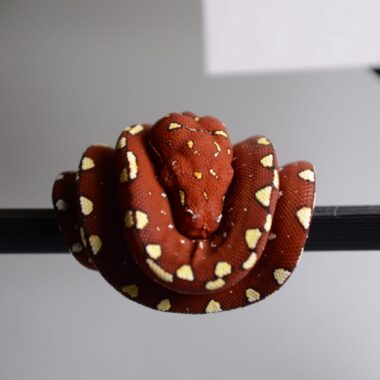 Green Tree Python Breeding: Complete Care Guide