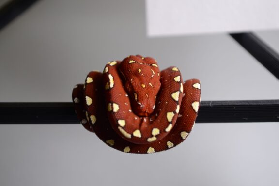 Green Tree Python Breeding: Complete Care Guide