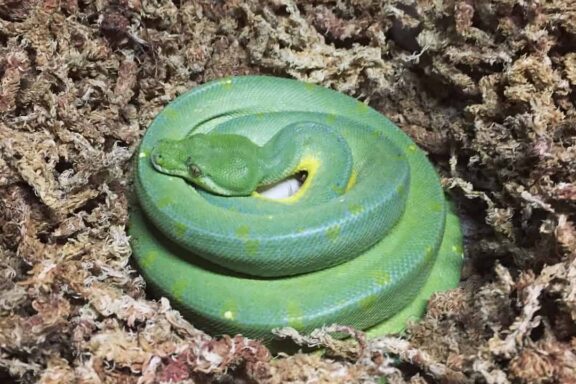 Green Tree Python Care: Essential Guide for Owners