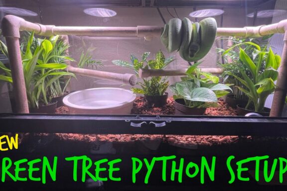Green Tree Python Enclosure: Setup Guide