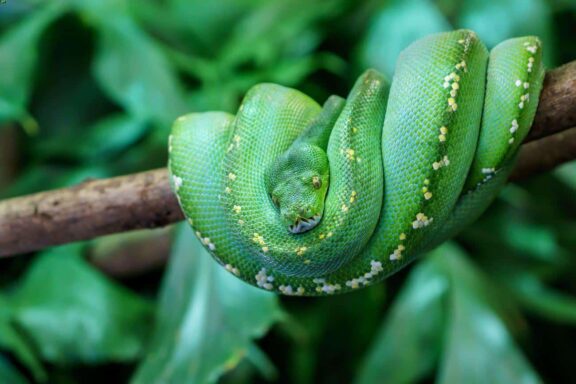 Green Tree Python Lifespan: Complete Care Guide